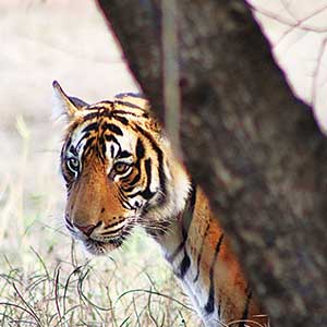 Ranthambore Tourism – Explore Tiger Safaris, Forts & Wildlife Adventures in Rajasthan