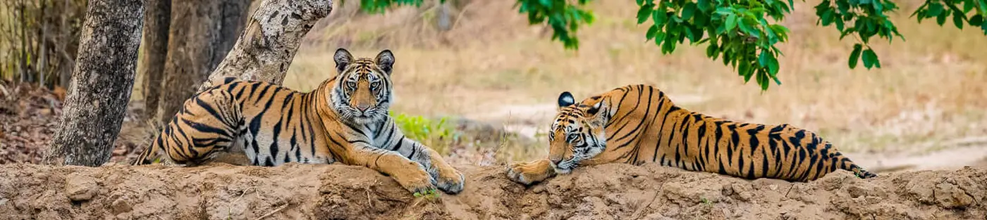 14 Days Temple & Wildlife Tour of India – Delhi, Agra, Khajuraho & Tiger Safaris