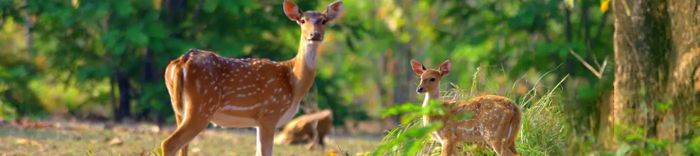15 Days India & Nepal Wildlife Tour – From Corbett Tigers to Chitwan Rhinos