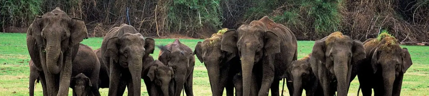 16 Days South India Wildlife Tour by Private Car – Forests, Hills & Beaches