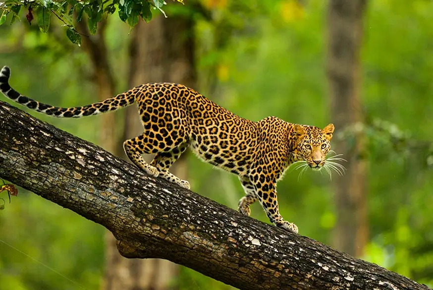 South India Wildlife & Hill Station Tour
