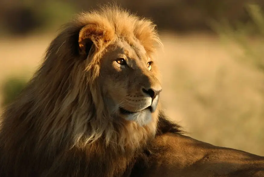 11-Day Gujarat Wildlife Tour with Asiatic Lions, Blackbucks & Salt Desert Landscapes