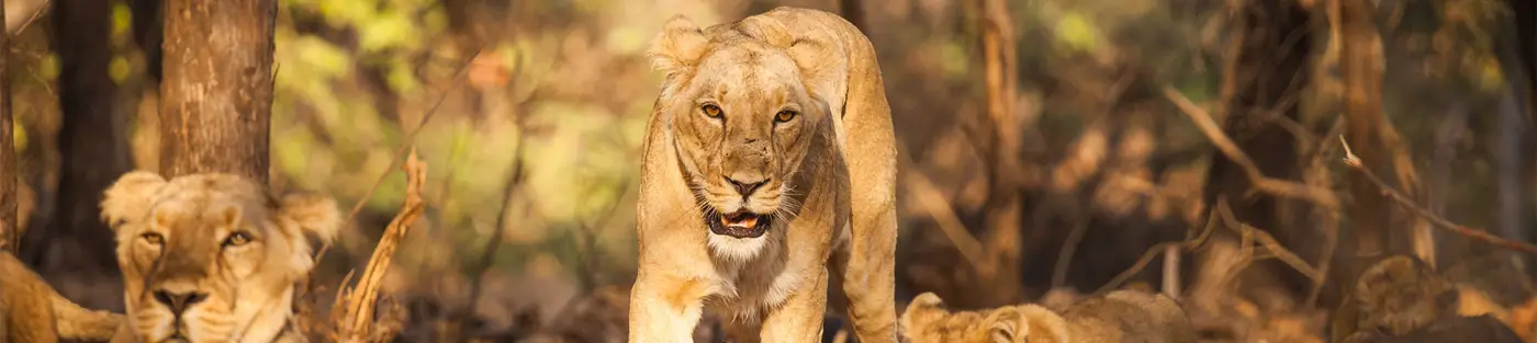 11-Day Gujarat Wildlife Tour with Asiatic Lions, Blackbucks & Salt Desert Landscapes