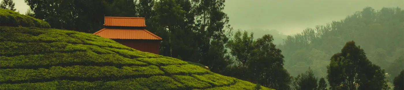 12 Days Romantic Honeymoon in South India – Kerala & Tamil Nadu Hill Retreat