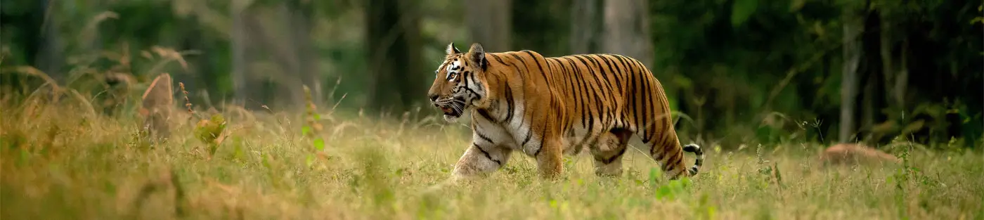 Luxury 14-Day Central India Tiger Safari through Tadoba, Pench, Kanha & Bandhavgarh