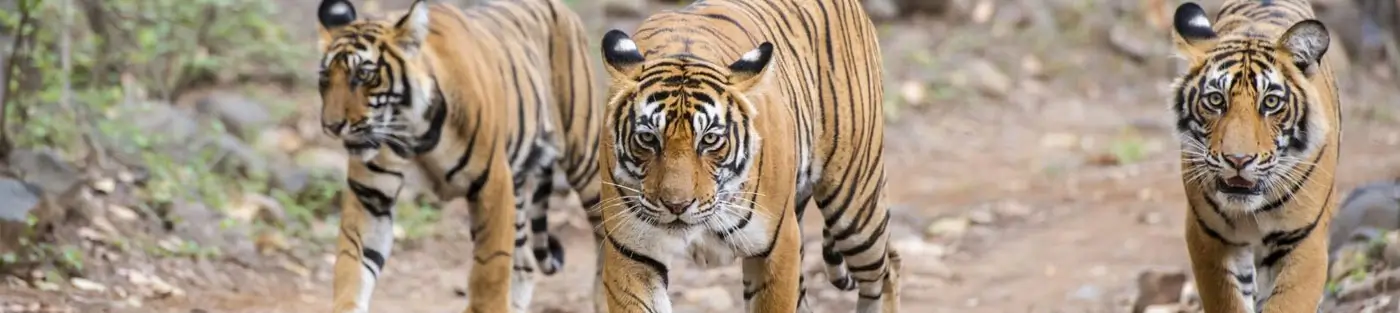 Palaces, Countryside & Tiger Trails