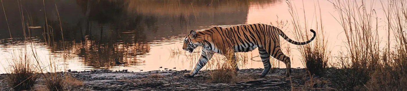 Golden Triangle Tour with Ranthambore