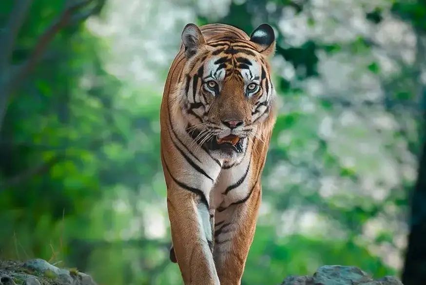 Golden Triangle Tour with Ranthambore
