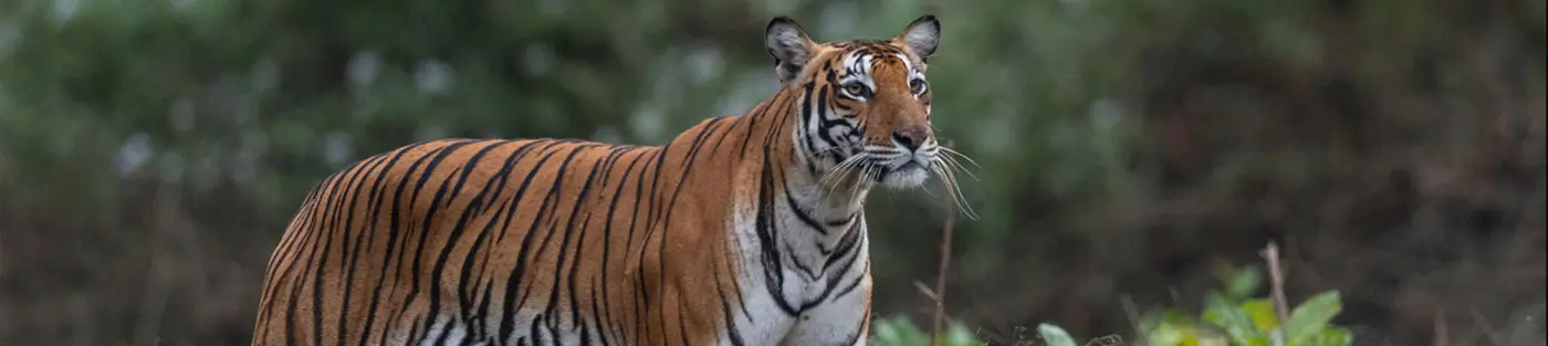 South India Wildlife & Hill Station Tour