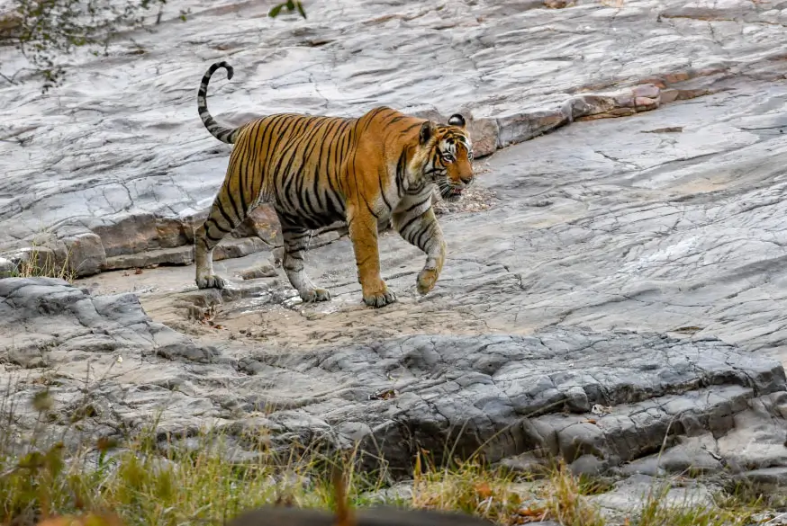 13-Day Rajasthan Heritage & Wildlife Tour with Tigers and Desert Adventures