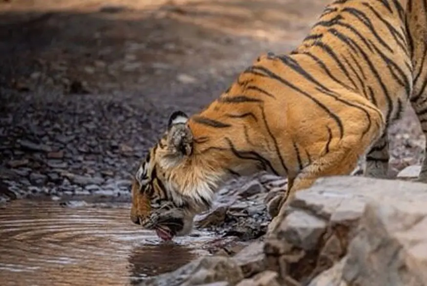 Palaces, Countryside & Tiger Trails