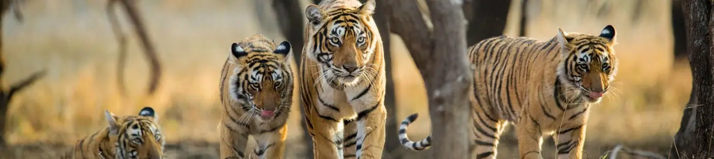 13 Days Royal Bengal Tiger & Temple Tour – Delhi, Ranthambore, Khajuraho & Kanha