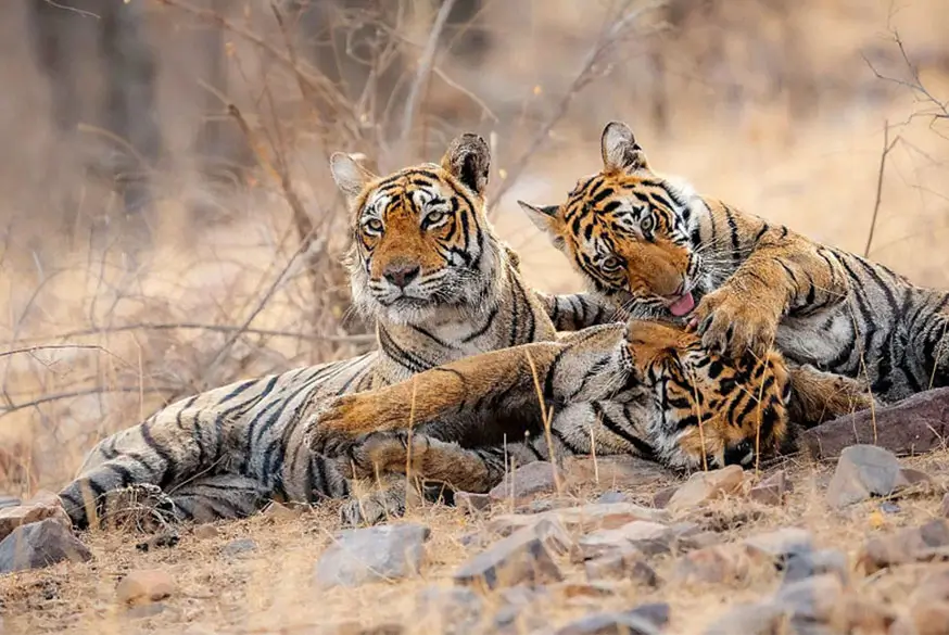 Wildlife & Heritage Rajasthan Tour