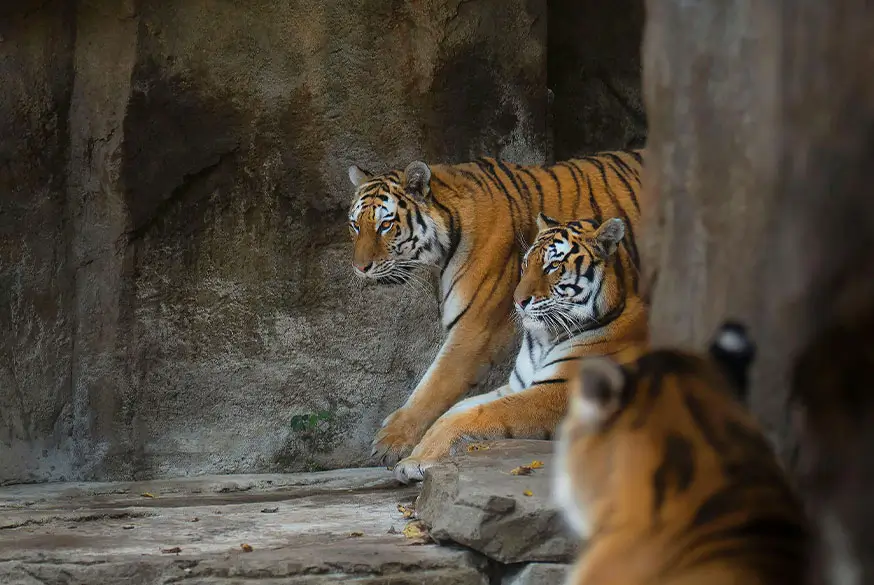 Luxury 14-Day Central India Tiger Safari through Tadoba, Pench, Kanha & Bandhavgarh