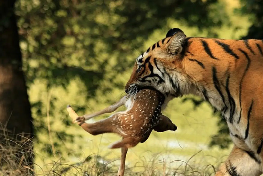 14 Days Temple & Wildlife Tour of India – Delhi, Agra, Khajuraho & Tiger Safaris