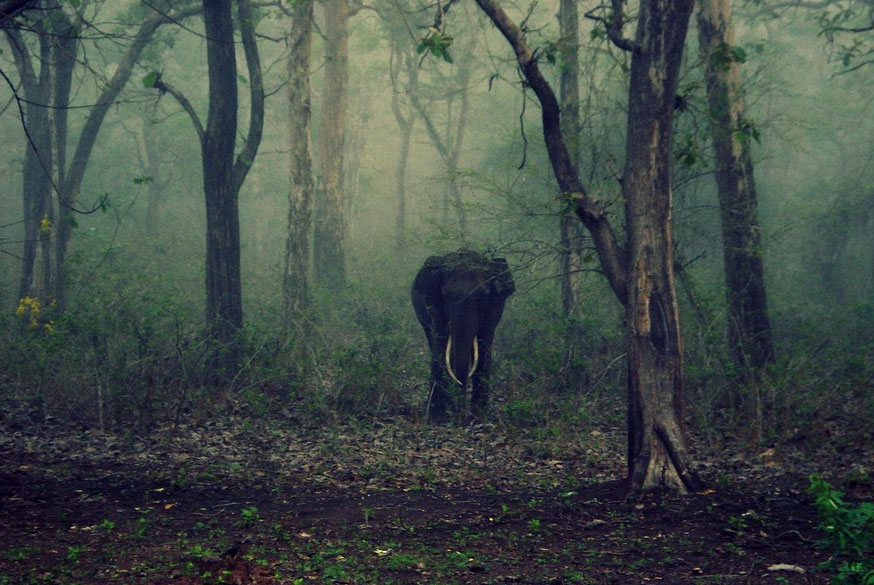 16 Days South India Wildlife Tour by Private Car – Forests, Hills & Beaches