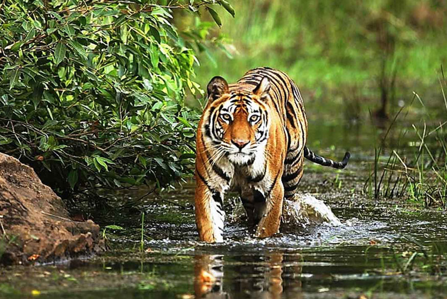 13 Days Royal Bengal Tiger & Temple Tour – Delhi, Ranthambore, Khajuraho & Kanha